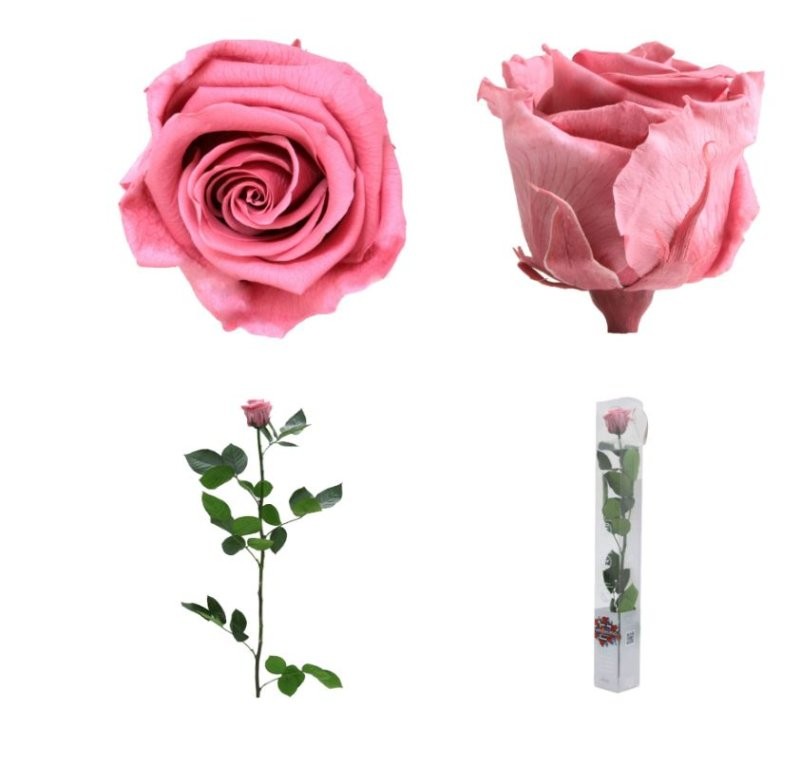 ROSA PRESERVADA CHERRY VINTAGE CAIXA REGAL 55CM