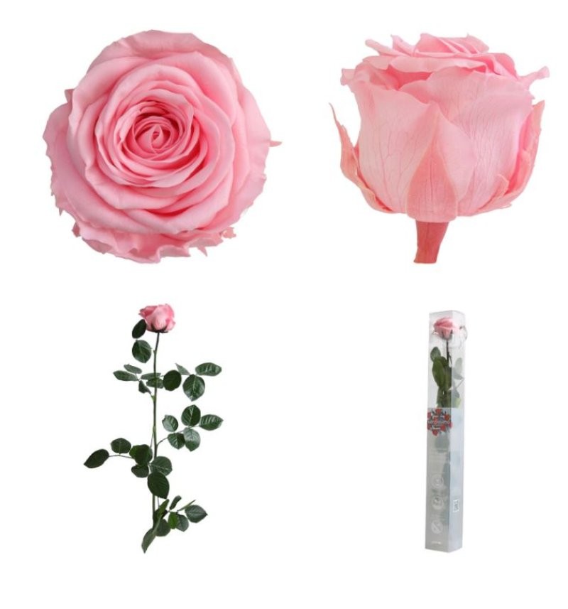 ROSA PRESERVADA ROSA PASTEL CAIXA REGAL 55CM