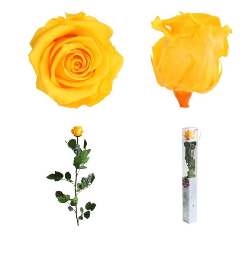 ROSA PRESERVADA GROGA CAIXA REGAL 55CM