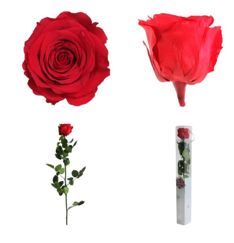 ROSA PRESERVADA VERMELLA CAIXA REGAL 55CM