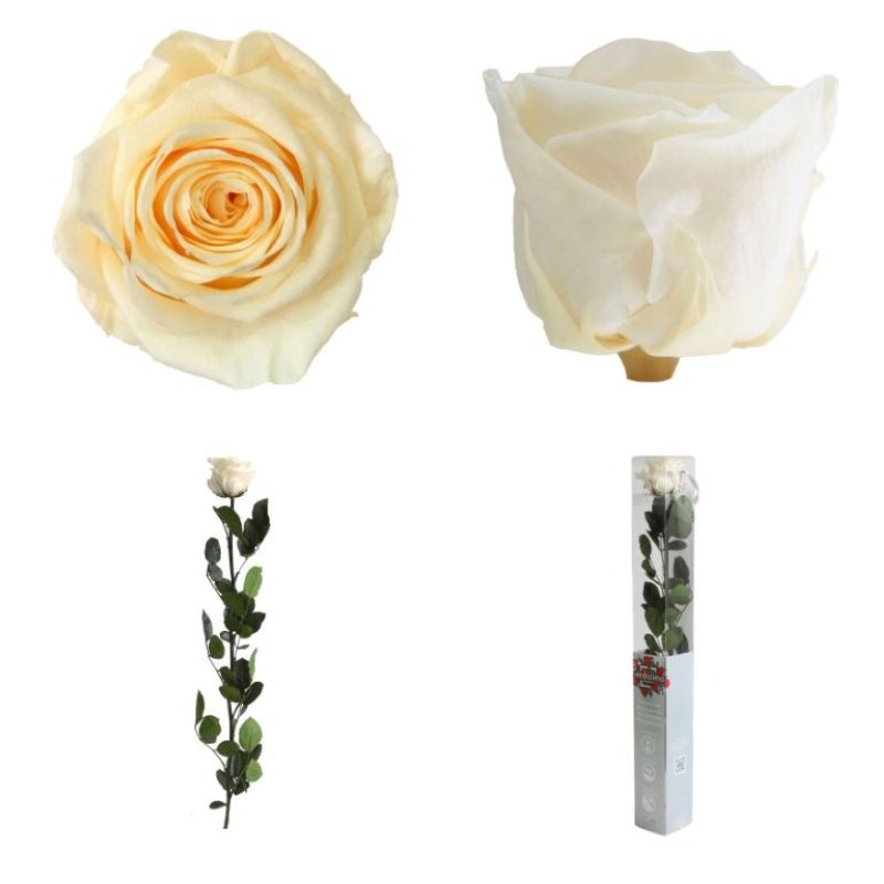 ROSA PRESERVADA CHAMPAGNE CAIXA REGAL 55CM