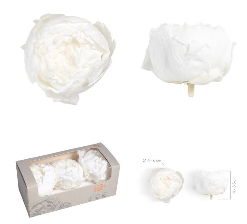 PEONIA PRESERVADA BLANCA 3UN