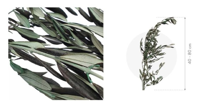 F.SECA, OLIVERA VERDA PRESERVADA 40/80