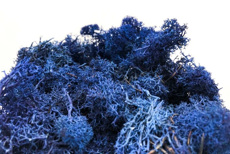 MOLSA PRESERVADA BLAU FOSC 500gr