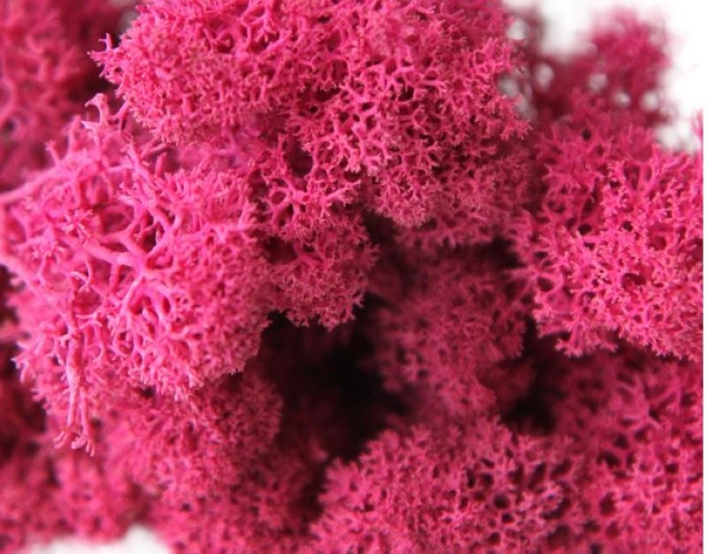 MOLSA PRESERVADA ROSA FOSC 500gr