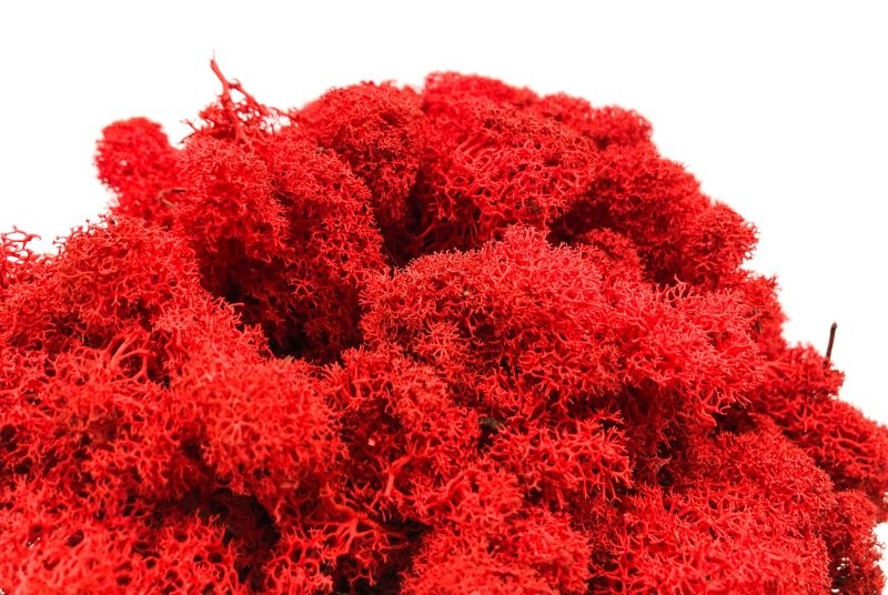 MOLSA PRESERVADA VERMELL 500gr