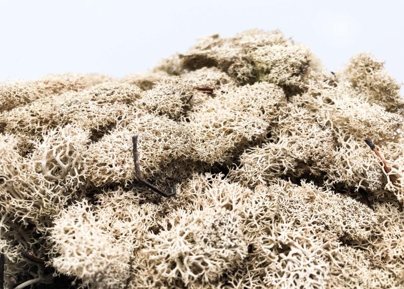 MOLSA PRESERVADA NATURAL 500gr