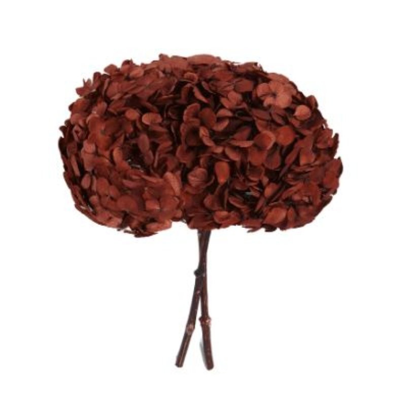 HORTENSIA PRESERVADA CAFE D16-20CM UNI