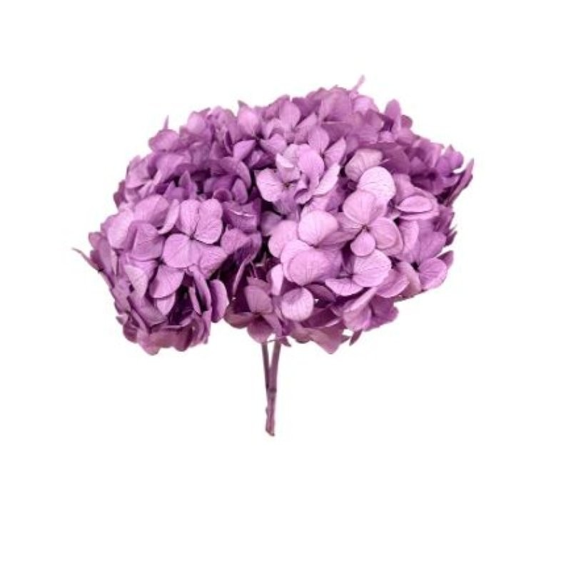 HORTENSIA PRESERVADA LAVANDA D15-20CM UNI