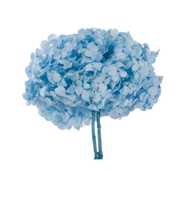 HORTENSIA PRESERVADA BLAU CLAR D15-20CM UNI