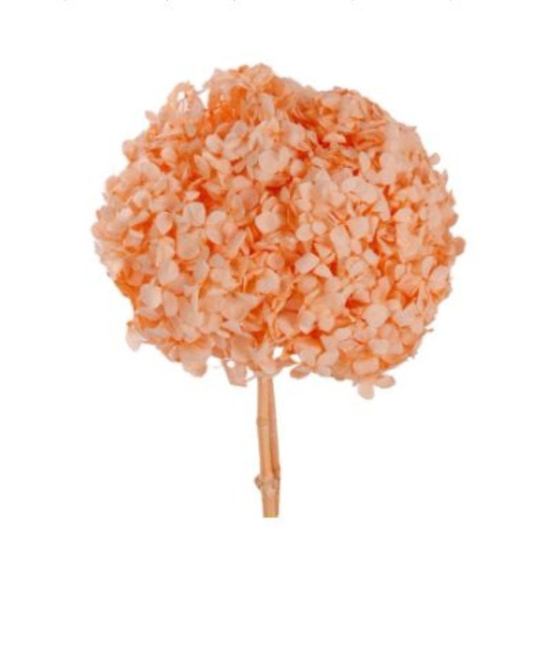 HORTENSIA PRESERVADA TARONJA CLAR D15-20CM UNI