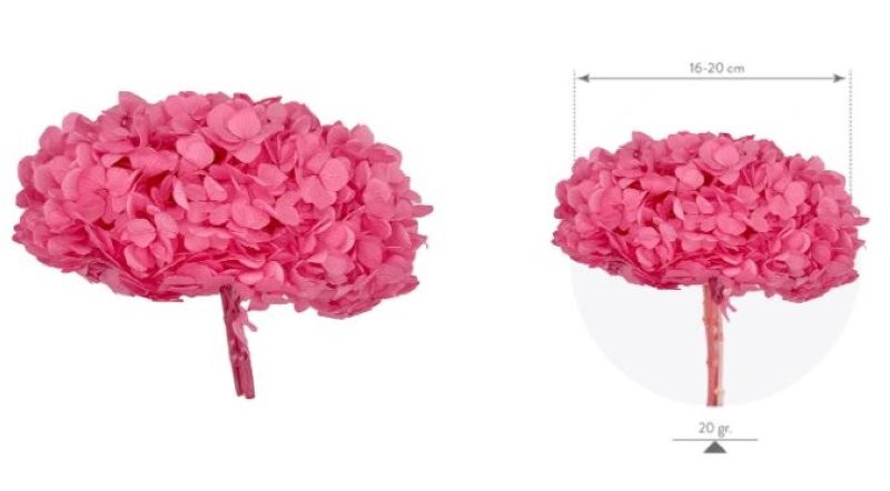 HORTENSIA PRESERVADA ROSA CANDY 20CM UNI