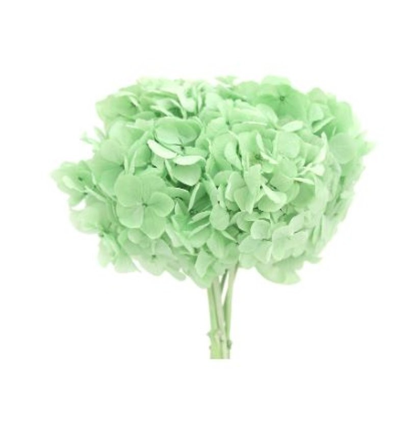 HORTENSIA PRESERVADA VERD MENTA D15-20CM UNITAT