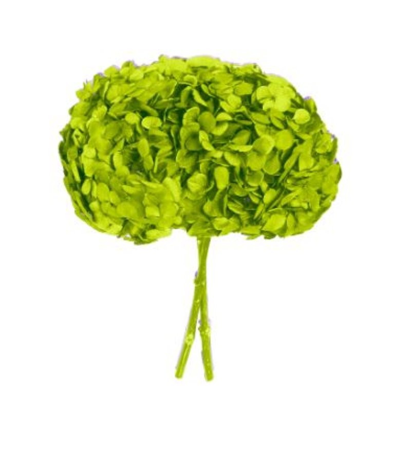 HORTENSIA PRESERVADA VERD FESTUC D16-20CM UNI