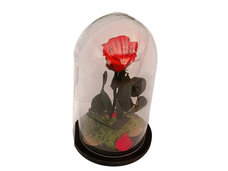 CUPULA BELLA BESTIA VERMELL 14x14x22cm UNITAT