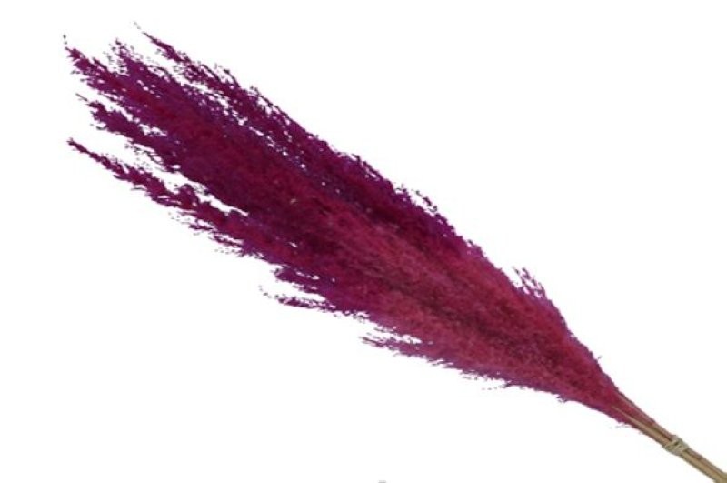 F.SECA, PAMPA ROSA 75cm 5uni