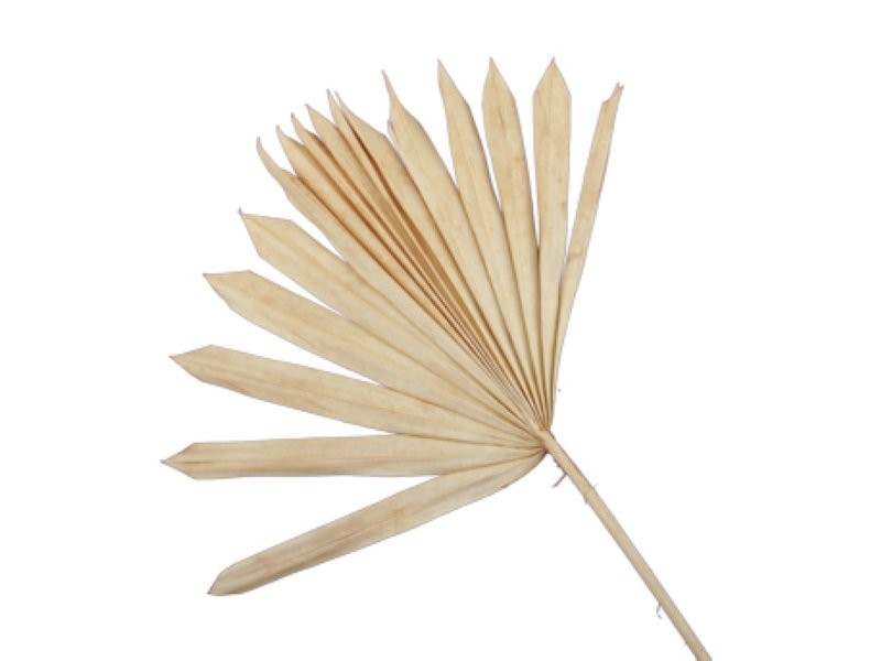 F.SECA, FULLA PALMERA TARONJA PALIDA 5 pcs