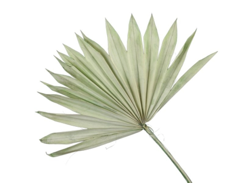 F.SECA, FULLA PALMERA VERDA 5uni