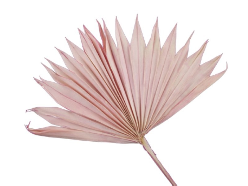 F.SECA, FULLA PALMERA ROSA 5uni