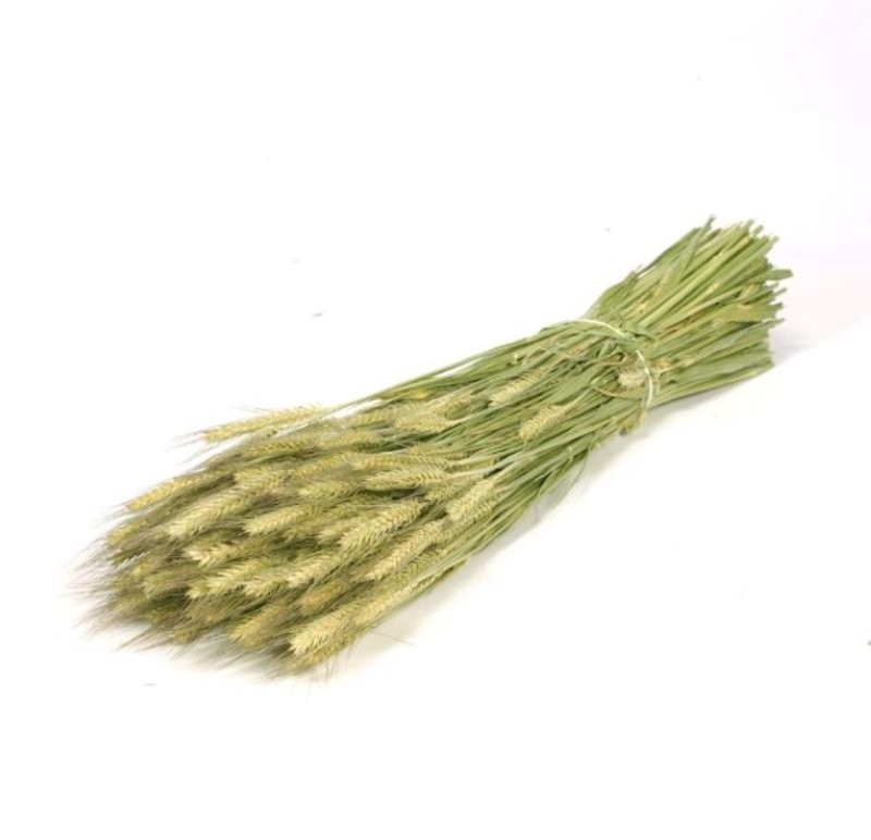 F.SECA, Triticale VERD NATURAL