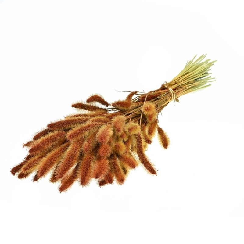 F.SECA, Setarea teca CRAFT