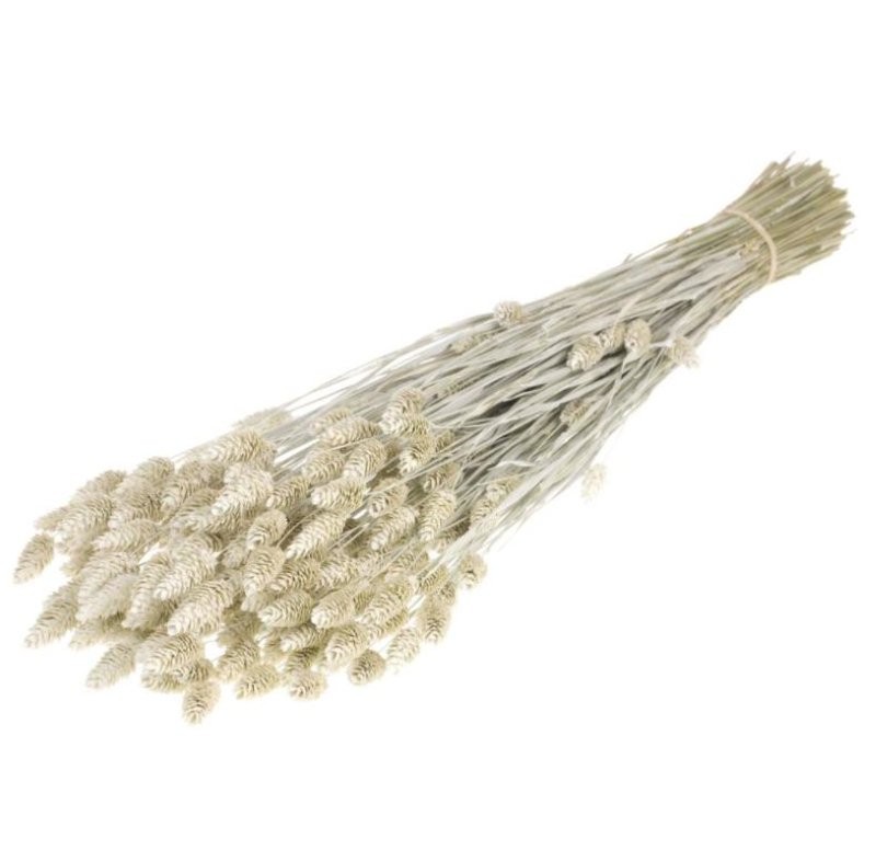 F.SECA, Phalaris blanc palid CRAFT