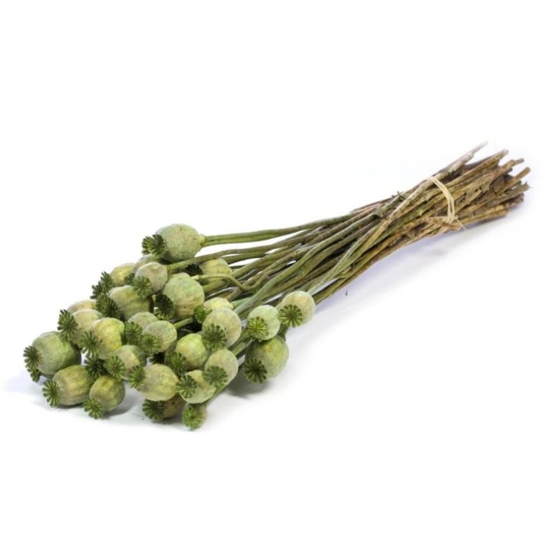 F.SECA, Papaver verd  CRAFT