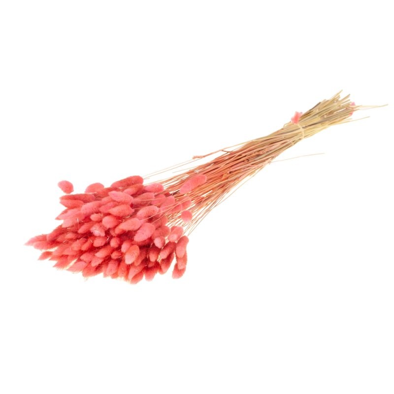 F.SECA, Lagurus ovatus rosa CRAFT