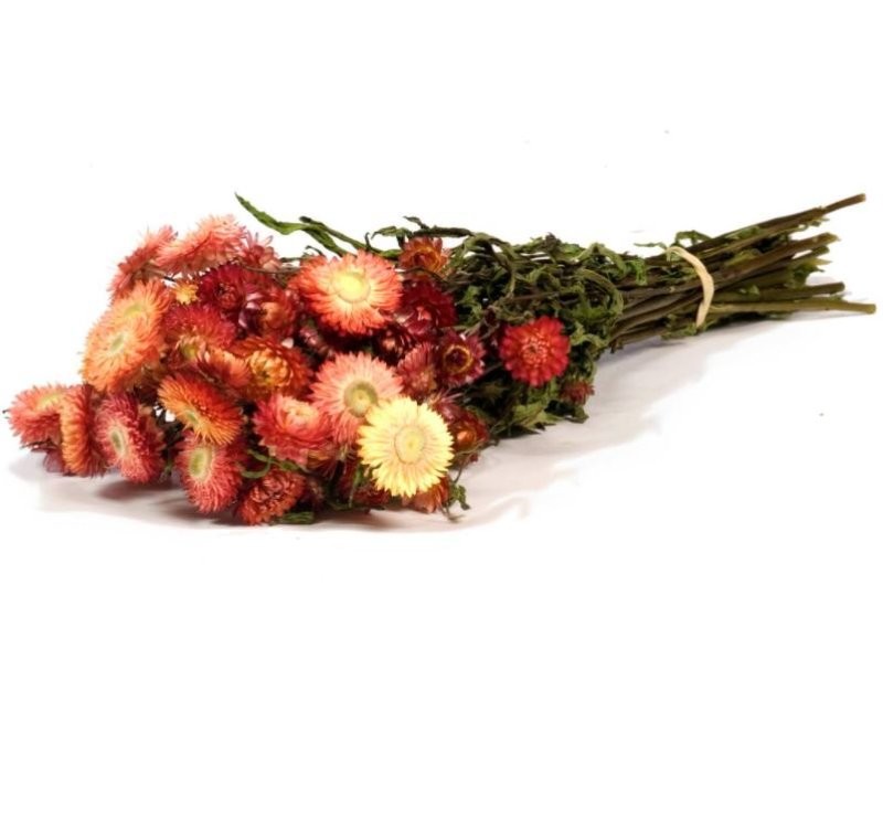 F.SECA, Helichrysum SALMO CRAFT