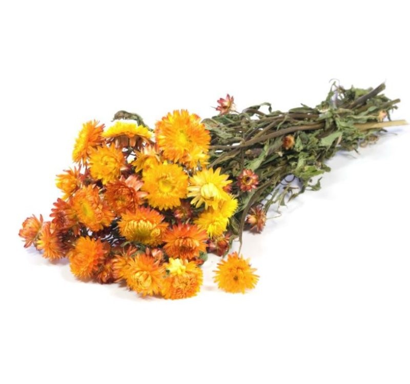 F.SECA, Helichrysum TARONJA CRAFT