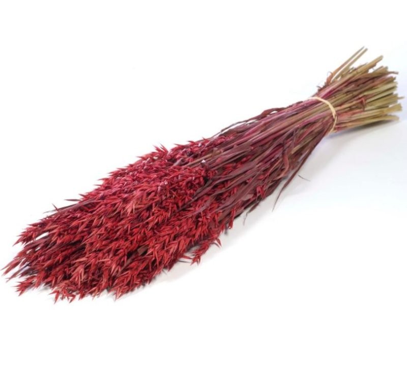 F.SECA, Haver (avena) vermell CRAFT