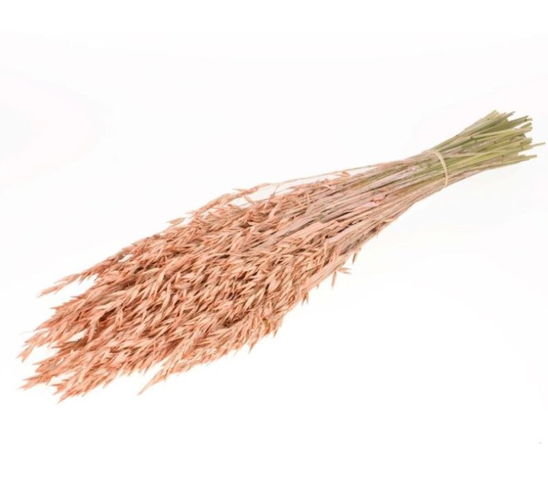 F.SECA, Haver (avena) coral palid CRAFT