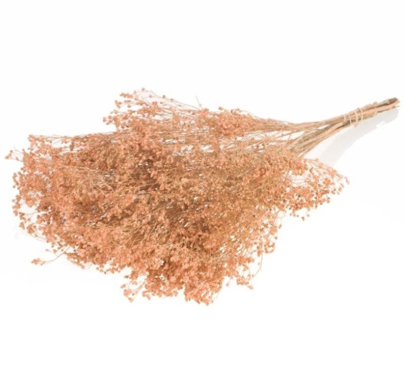 F.SECA, Broom bloom coral palid CRAFT