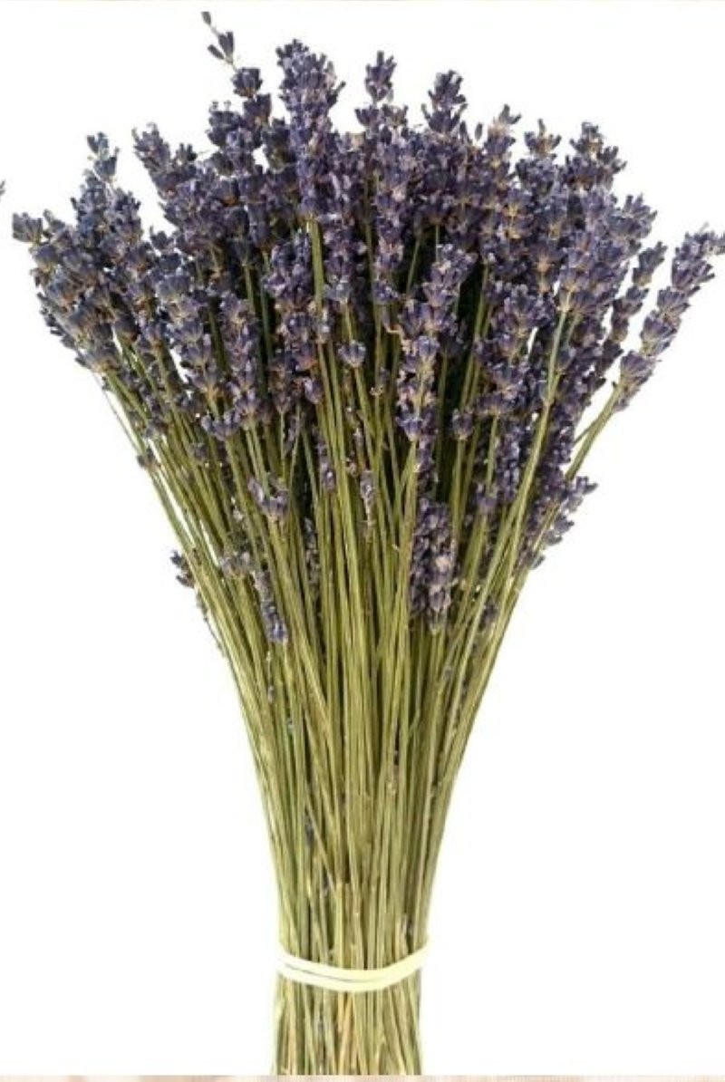 F.SECA, LAVANDULA BLUE SECA 40CM KRAFT