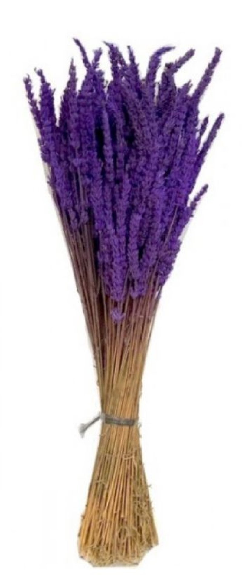 F.SECA, LAVANDULA ANGUS.(tenyida)