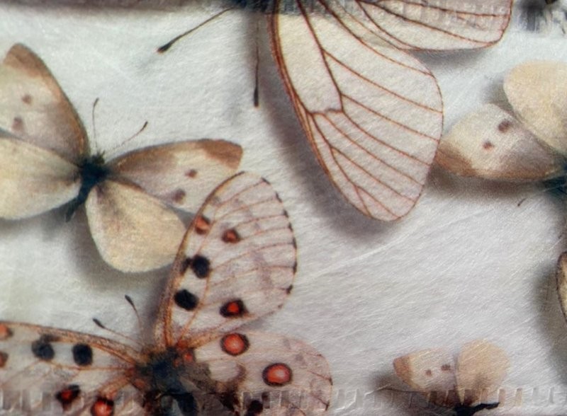 CINTA FIBRA papallona 70mm x 25m natural