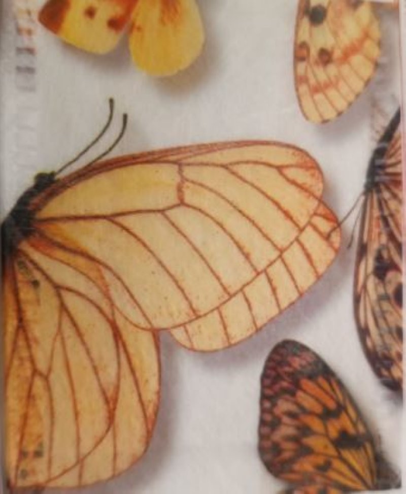 CINTA PAPALLONA TRJ  70 x 25m