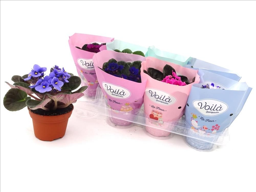 SAINTPAULIA  M12  mix