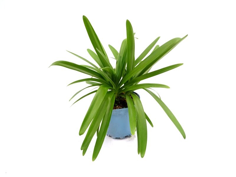 AGAPANTHUS BLUE BALL M17