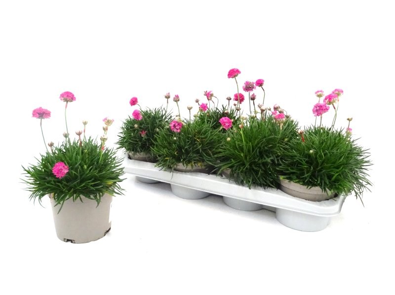 ARMERIA MARITIMA M13