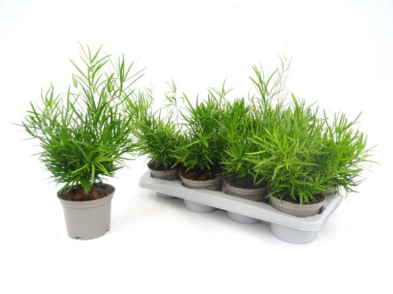 ASPARRAGUS FALCATUS M13