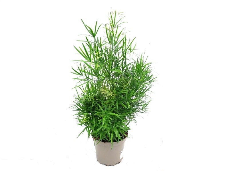 ASPARRAGUS FALCATUS M17