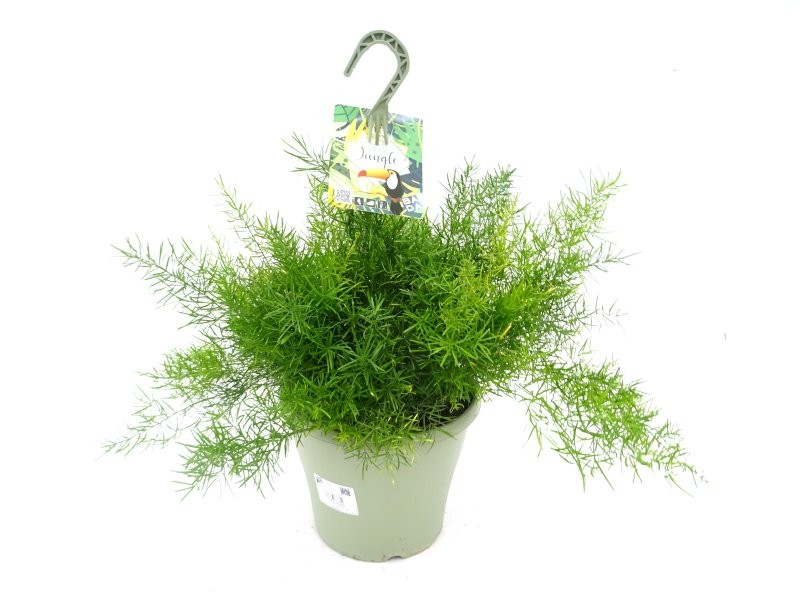ASPARAGUS SPRENGERII T23