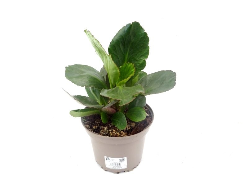 BERGENIA CORDIFOLIA M17