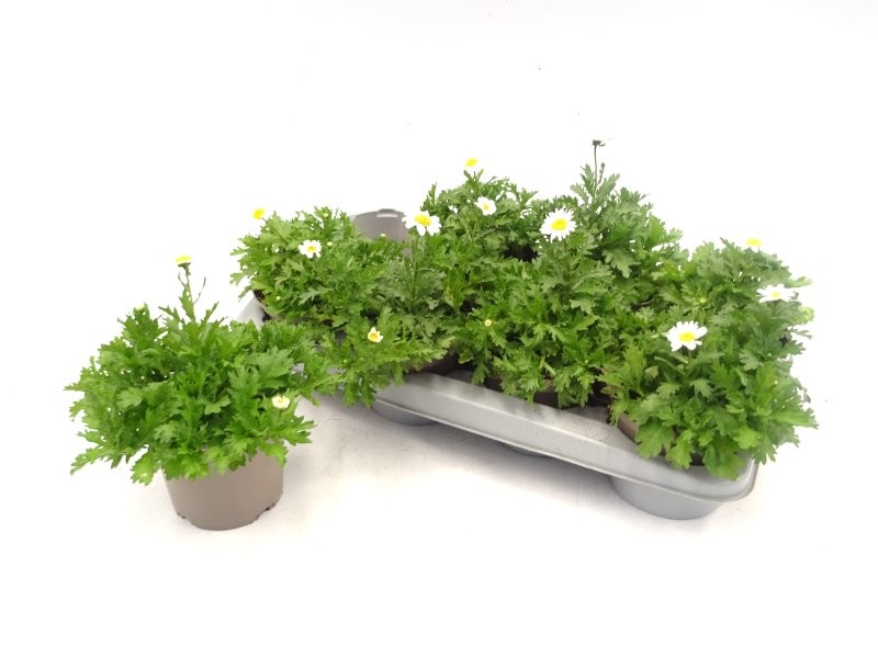 CHRYSANTHEMUM PALUDOSUM M13