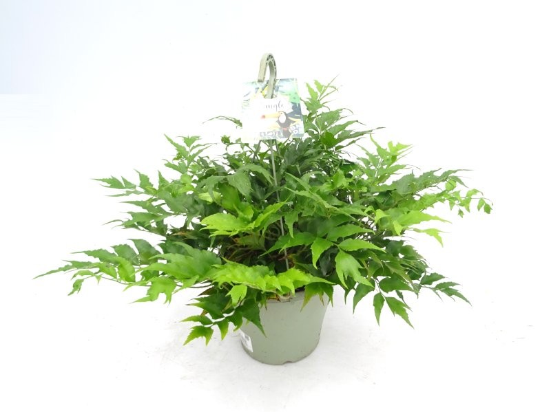 CYRTONIUM FALCATUM T23