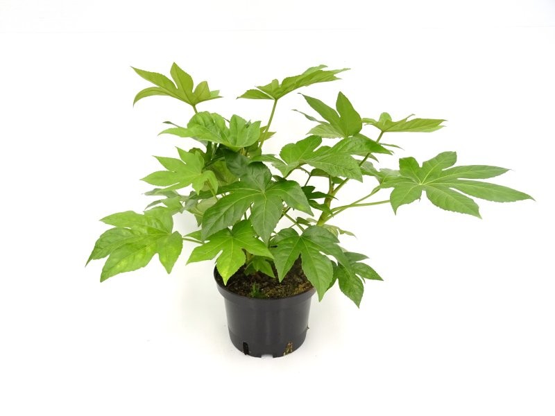 FATSIA JAPONICA 5L
