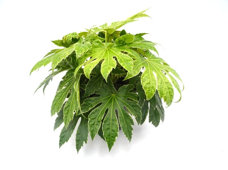 FATSIA SPIDERS WEB 5L