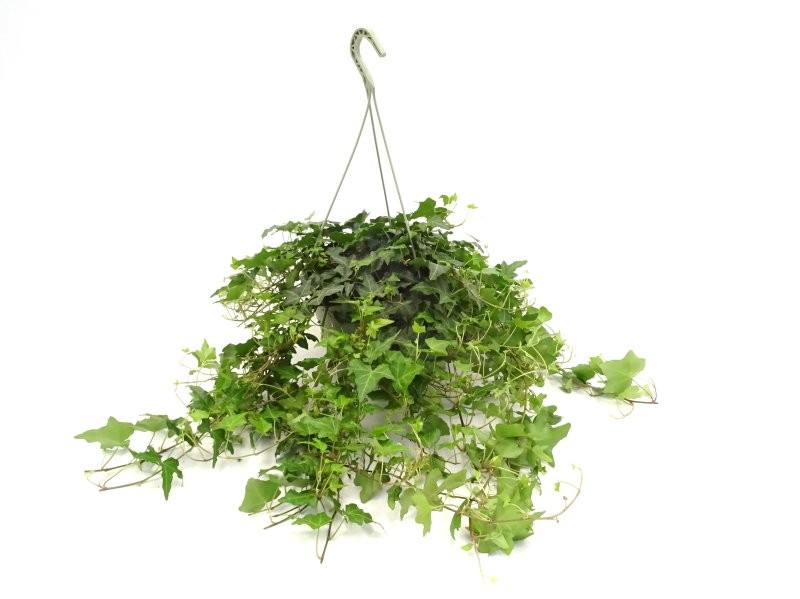 HEDERA MIX T23 - COLGADOR