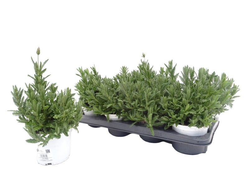 LAVANDULA DENTATA M13